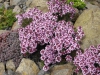 Form in a rock garden