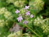 Close up of flower