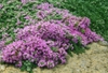 Form in bloom