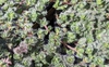 Thymus pseudolanuginosus