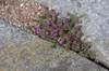 Growing in cracks