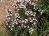 Thymus serpyllum