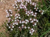 Thymus vulgaris