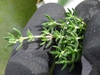 Leaves