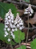 Erect racemes of small, white flowers with exserted stamens.