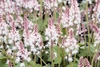 Erect racemes of pinkish-white flowers with exserted stamens.