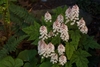 Erect racemes of white flower (pinkish in bud) above foliage