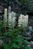 Erect racemes of small, white flowers above green foliage.