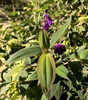 Leaves - Summer - Wake Co., NC