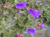 Tibouchina urvilleana