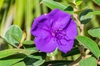 Tibouchina urvilleana