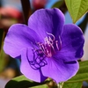Tibouchina urvilleana