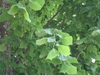 Tilia americana