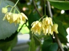 Tilia americana