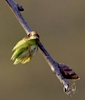 The terminal bud is bursting open . the outer bud scales at base