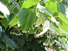 Tilia cordata