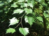 Leaves attached to stem in alternate arrangement
