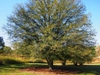 Mature Tree