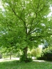 Mature Tree