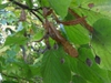 Fruit and Leaves