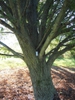 branch attachment