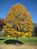 Tilia tomentosa