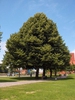Tilia tomentosa