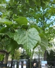 Tilia tomentosa