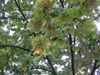 Tilia tomentosa