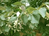 Leaves and fruit