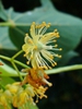 Close up of flower