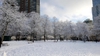 Deciduous trees