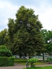 Mature Tree