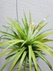 Small rosette with yellowish inner leaves & single white flower