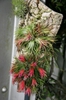 Clumps mounted