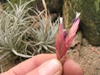 Close up of flower