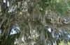 Tillandsia usneoides