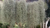 Form