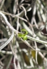 Small green flower among curling leaves and hanging stems.