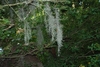 Tufts of hanging, gray, curly leaves and stems.