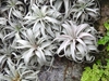 form