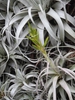 Leaves and flower forming