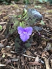 Flower and Leaves (Wake County, NC)