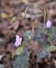 Stem and flower (Wake County, NC)-Mid Fall