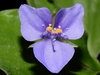 Flower detail