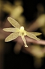 Flower front view