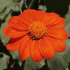 Flower detail