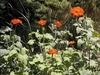 Form in bloom