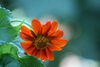 Flower Close-up (Johnston, NC)