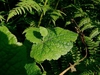 Leaf and plantlet